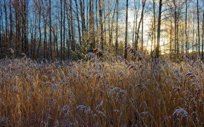 Stilles Gebet im November